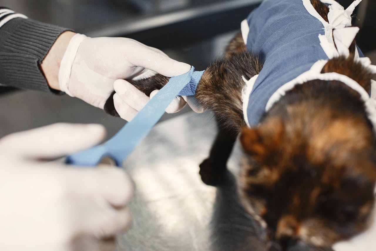 Cat being treated for an emergency