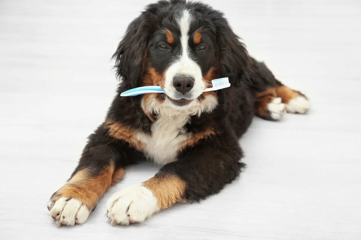Cute funny dog with toothbrush lying on floor at home. Concept of animal teeth cleaning Cropped view of veterinarian examining beagle dog isolated on grey