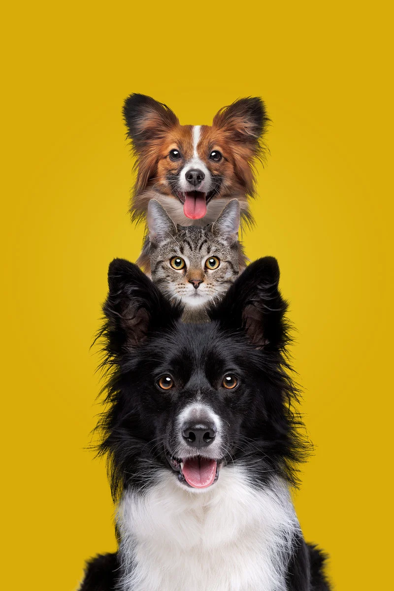 two dogs and one cat staring at camera two dogs and one cat staring at camera in front of a yellow background